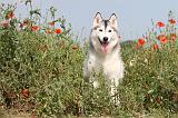 SIBERIAN HUSKY 137